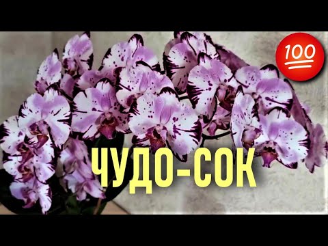 Видео: ДЕЛЕНИЕ ОРХИДЕИ И ПОСАДКА НА ФИТИЛЬ! СОК ПОДОРОЖНИКА ДЛЯ ОРХИДЕЙ! БЫСТРЫЙ И ОШЕЛОМЛЯЮЩИЙ РЕЗУЛЬТАТ!