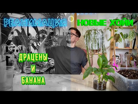 Видео: Реанимация драцены и банана | мучнистый червец | новые Хойи