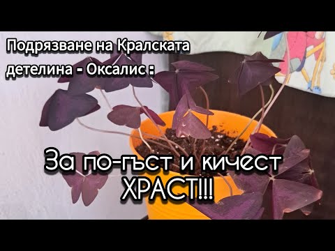 Видео: ТАЙНАТА НА ГЪСТОТАТА НА РАСТЕНИЯТА И ТЯХНОТО "НОВО АЗ" !!!! ✅️🫢
