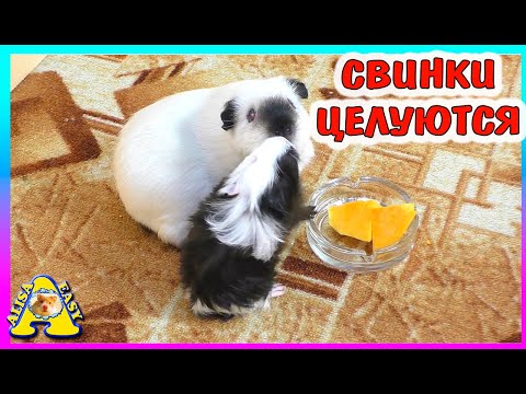 Видео: Первое  Знакомство свинок Сени и Умки / Алиса Изи Петс / Alisa Easy Pets