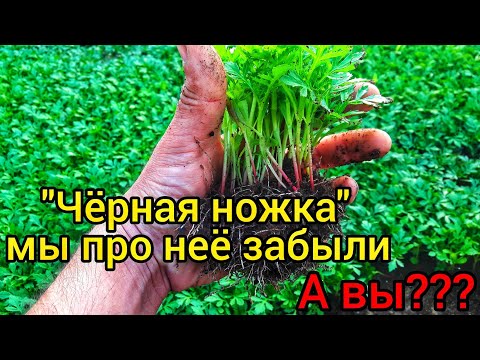 Видео: "ЧЁРНАЯ НОЖКА"-мы про неё давно забыли. За четыре года ни одного случая. ПОДРОБНАЯ ИНСТРУКЦИЯ ПОБЕДЫ