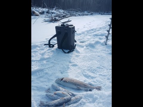 Видео: 2024 ! Январские покатушки на горную за ленком.Трофеи за кило!