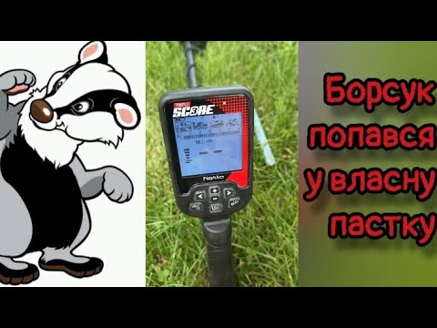 Видео: Борсук попався в власну пастку