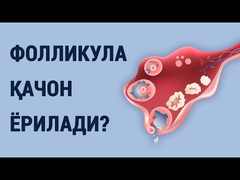 Видео: Фолликула қачон ёрилади?