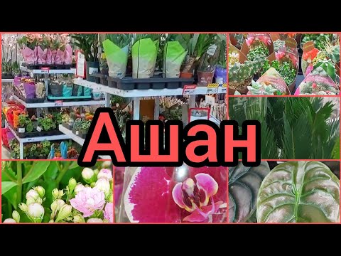 Видео: 9.08.23 #Ашан 🌸Алоказии🌵 #Суккуленты 🌸 #ОРХИДЕИ #Фикус 🍀#кактус 🌸Цикас #цветы #растения #Липецк