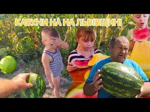 Видео: 🍉Кавун на Львівщині  Жовтий, Червоний, білий ‼️ Чому кавуни не солодкі?