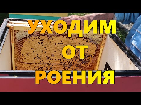 Видео: Уходим от роения.