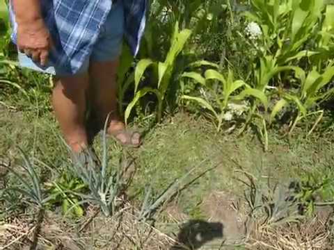 Видео: Б.А.Бублик. Ленивая совмещенная грядка