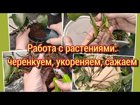 Видео: Работа с растениями | Черенкуем | Укореняем | Сажаем