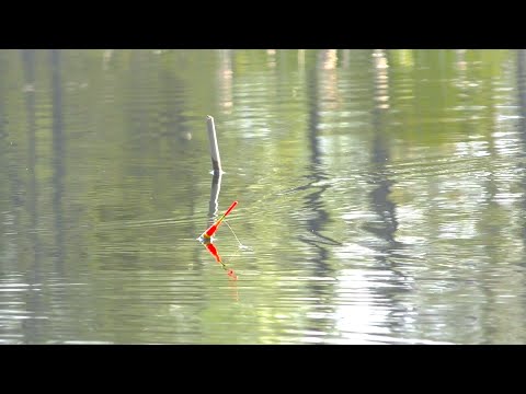 Видео: ЗНАЙШОВ БОЛОТО З ВЕЛИЧЕЗНИМИ КАРАСЯМИ! ГЛИБИНА ПО КОЛІНО А РИБИ КИШИТЬ!