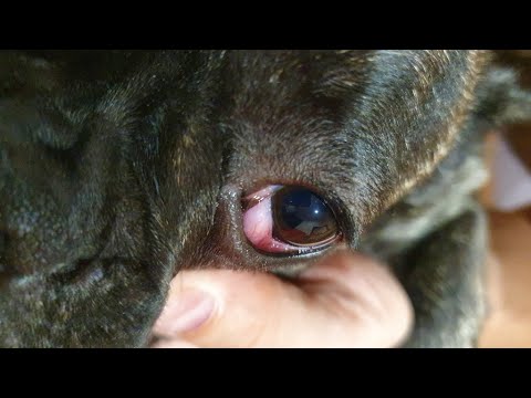 Видео: Воспаление третьего века у собаки