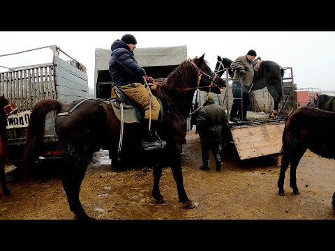 Видео: БӘЙДІБЕК БИ МАЛ БАЗАРЫ (МАЛОВОДНЫЙ) 19.02.2023 ЖЫЛҚЫ БАҒАЛАРЫ