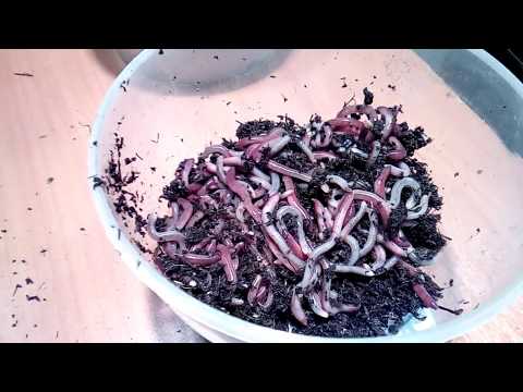 Видео: Влияние состава корма на рост червяка ( ЭКСПЕРИМЕНТ )  ...часть 1 ...