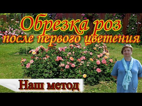 Видео: Обрезка роз после первого цветения.