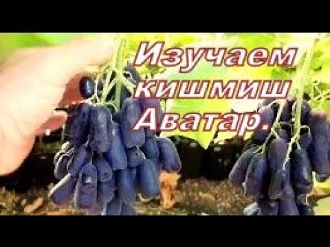 Видео: Кишмиш АВАТАР!  Определение зрелости и времени среза?