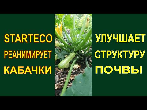 Видео: Стартэко реанимирует кабачок