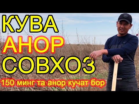 Видео: КУВА АНОР СОВХОЗ