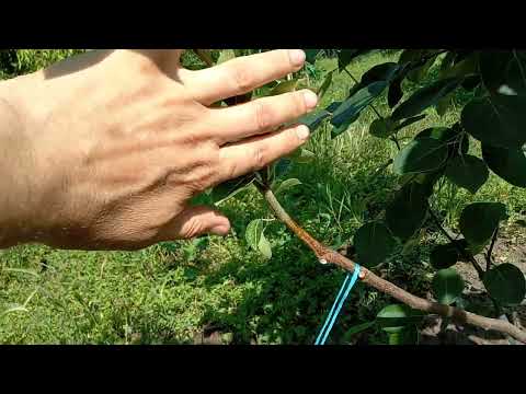 Видео: Присаждане на круша върху дюля, резултат