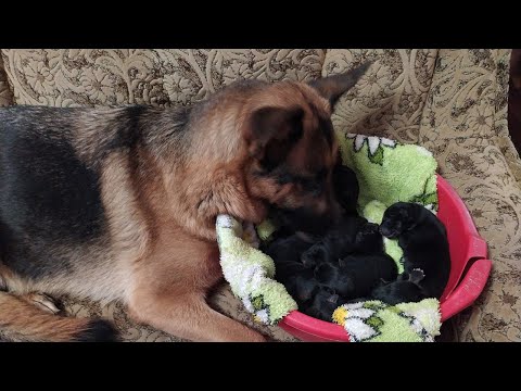 Видео: Как немецкая овчарка рожает щенков! German shepherd gave birth to puppies!