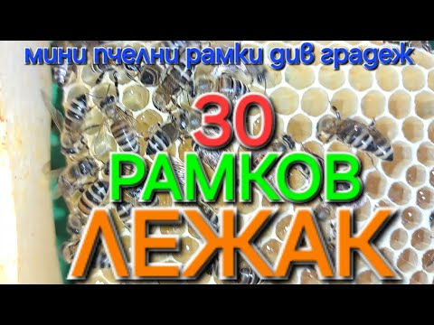 Видео: Мини пчелни пити, див градеж.     В тридесет рамков,три семеен лежак. Пчелите работят в общ магазин.