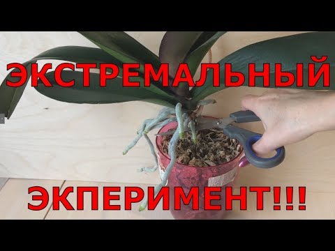 Видео: ЭКСТРЕМАЛЬНЫЙ ЭКСПЕРИМЕНТ для старой орхидеи. Омоложение орхидеи.