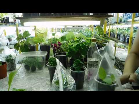 Видео: 🌱Петуния из черенка ! По Вашим просьбам ПРОДОЛЖЕНИЕ ! Проще простого 🌱
