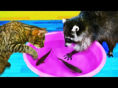 Видео: РЕАКЦИЯ на ЖИВУЮ РЫБУ ЕНОТА ХАЙПА и КОТА ШТИРЛЕЦА