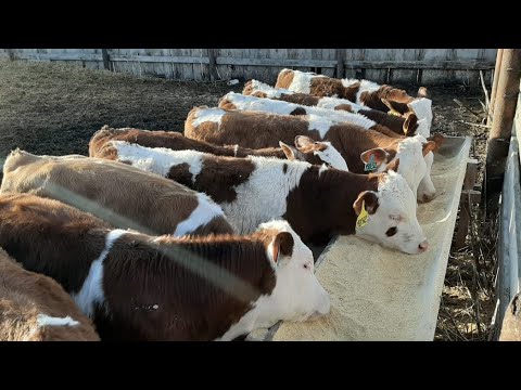 Видео: Симменталы . Кормление дойного стада.