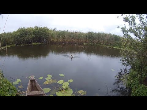 Видео: Територія щук @ Голодні щуки атакують віброхвіст. Teritoriya shchuk @ Golovnye shchuki attackuyut