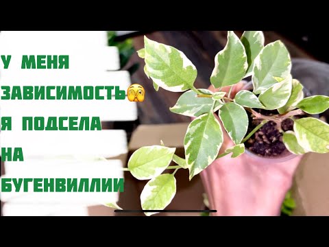 Видео: Бугенвиллея! Новые сорта