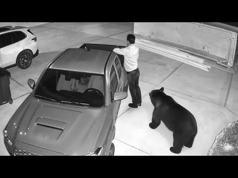 Видео: Неожиданные гости — дикие животные, бродящие по городам!