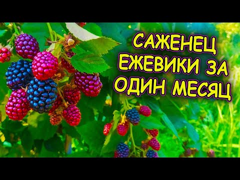 Видео: Ежевика размножение летом верхушками молодых побегов за один месяц. Как размножить ежевику.