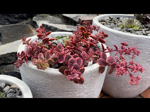 Видео: 8 СЕДУМОВ ИЗ СЕРИИ “SUNSPARKLER” В НАШЕМ САДУ.