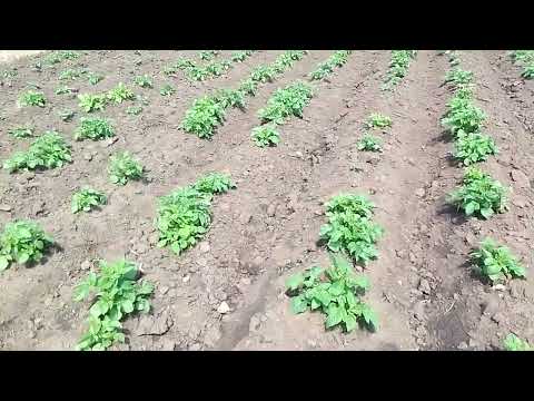 Видео: Підживлення картоплі. Чим ? Які наслідки та чи покращиться результат.