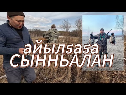 Видео: СААСКУ КУС /АЙЫЛ5А5А СЫННЬАЛАН/