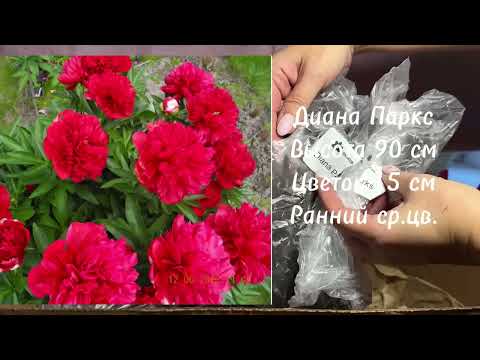 Видео: Распаковка посылки с пионами N4 от 30.10.24