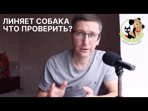 Видео: Сильная линька у собаки | У собаки стала тусклая шерсть, что делать?