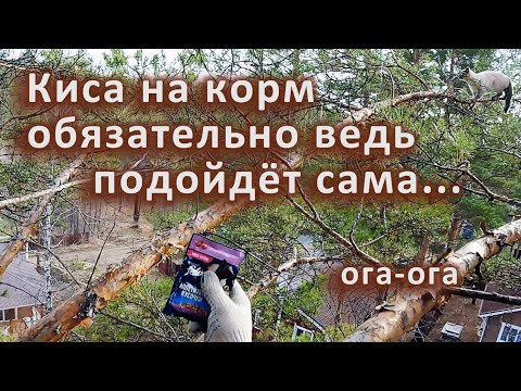 Видео: Киса Василиса это вам не Пушок, на корм не сманишь