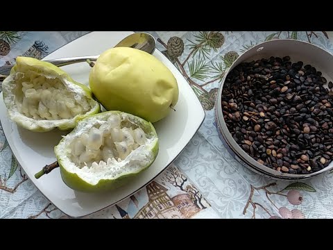 Видео: Варианты проращивания семян маракуйи.