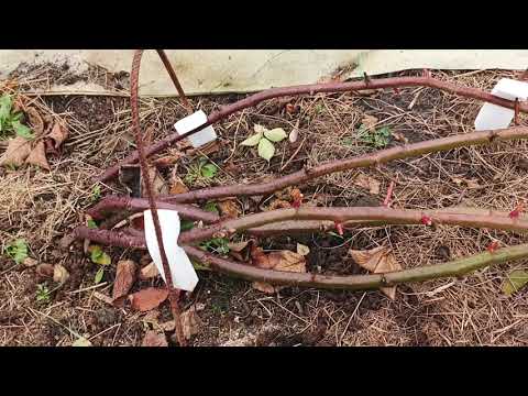 Видео: Подготовка ежевики к зиме