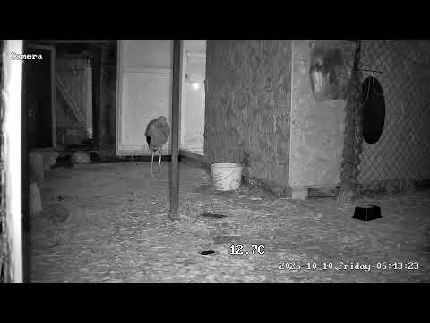 Видео: LIVE🔴 Брестский аист, Вольер