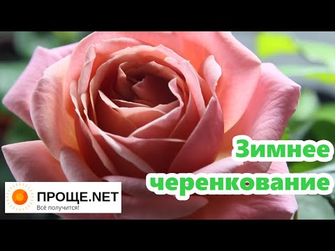Видео: Розы Кордана - зимнее черенкование. Ещё одна лимонно-жёлтая роза по пересорту из Роза-сад.