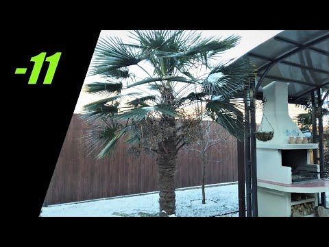 Видео: Стоят морозы -11, Пальмы не укрыты!