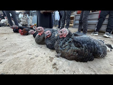 Видео: 16 ноября 2025 г. ТУРТКУЛЬ ТОВУК БОЗОРИ НАРХЛАРИ 