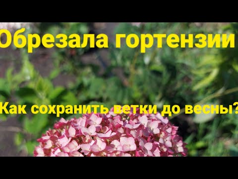 Видео: Как сохранить ветки гортензий до весны для черенкования?🌺Готовлю малышей к зиме👍