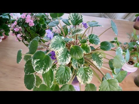 Видео: Фиалки трейлеры. Пересадка. Часть 2