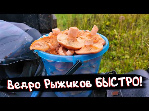 Видео: НАШЁЛ ГРИБЫ, О КОТОРЫХ МЕЧТАЮТ ВСЕ ГРИБНИКИ! ТАКОГО Вы Не Видели!