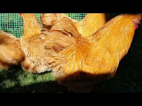 Видео: Орпингтон палевый
