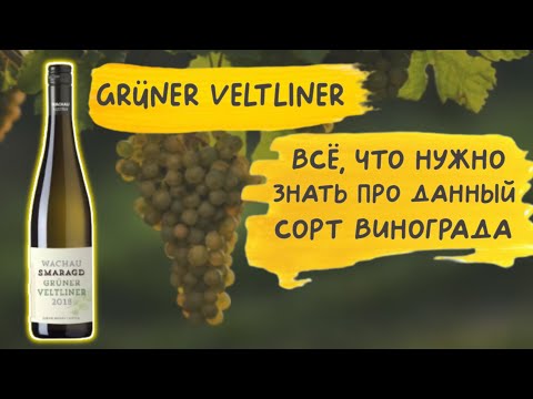 Видео: Grüner Veltliner - австрийский флагман 🍇