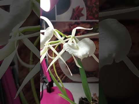 Видео: Brassavola nodosa "Panama".цветение и уход.мать и дочь